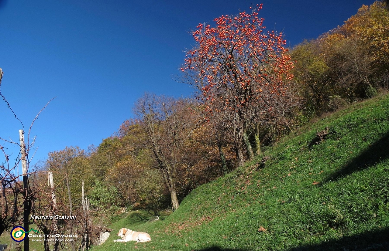 29 Il cagnolone ha preso una scorciatoia, mi aspetta davanti la pianta di Kaki....JPG